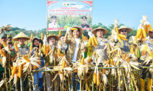 Bupati Cianjur Mohammad Wahyu Ferdian (tengah) bersama Kapolres Cianjur, AKBP Rohman Yongky Dhilata,saat panen raya jagung hibrida di Kampung Pasirluhur, Desa Cikidangbayabang, Kecamatan Mande, Kabupaten Cianjur, Jumat lalu.