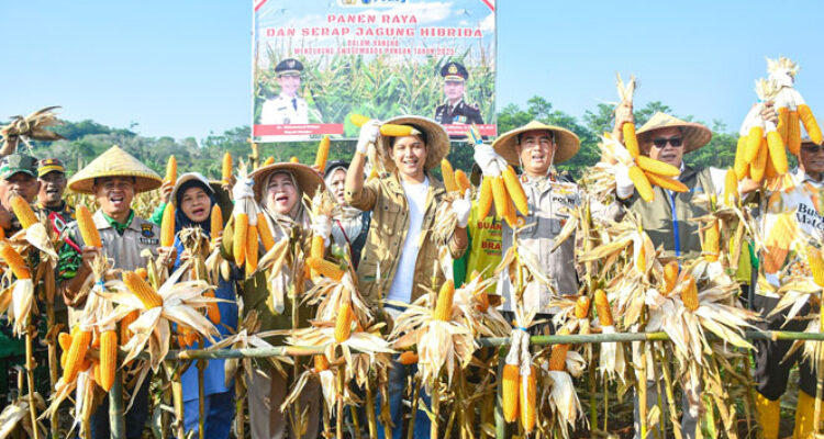 Bupati Cianjur Mohammad Wahyu Ferdian (tengah) bersama Kapolres Cianjur, AKBP Rohman Yongky Dhilata,saat panen raya jagung hibrida di Kampung Pasirluhur, Desa Cikidangbayabang, Kecamatan Mande, Kabupaten Cianjur, Jumat lalu.